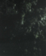 Forget_Me_Not_2009_1080p_BTD_012557.jpg